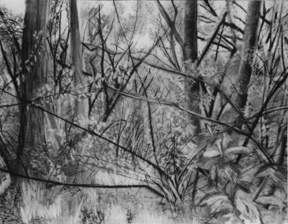 Landscape, Bunderbos Netherlands, Charcoal and black crayon, 50x65cm., Peter Eurlings, 1992. As an example for lessons in landscape painting and drawing.